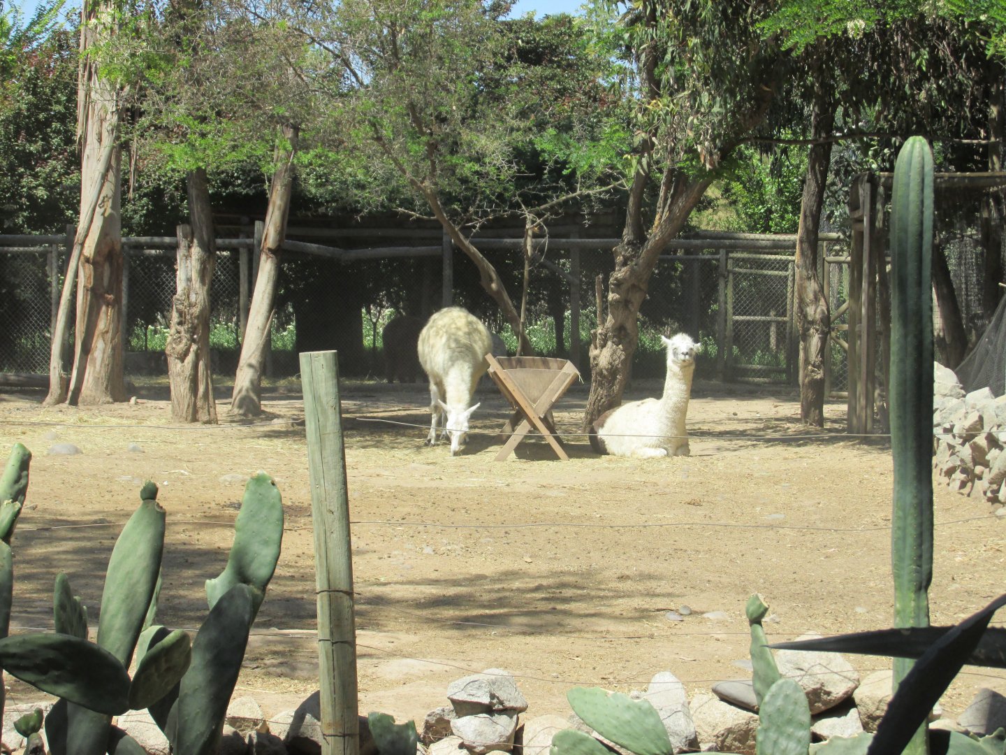llama and alpaca buin zoo