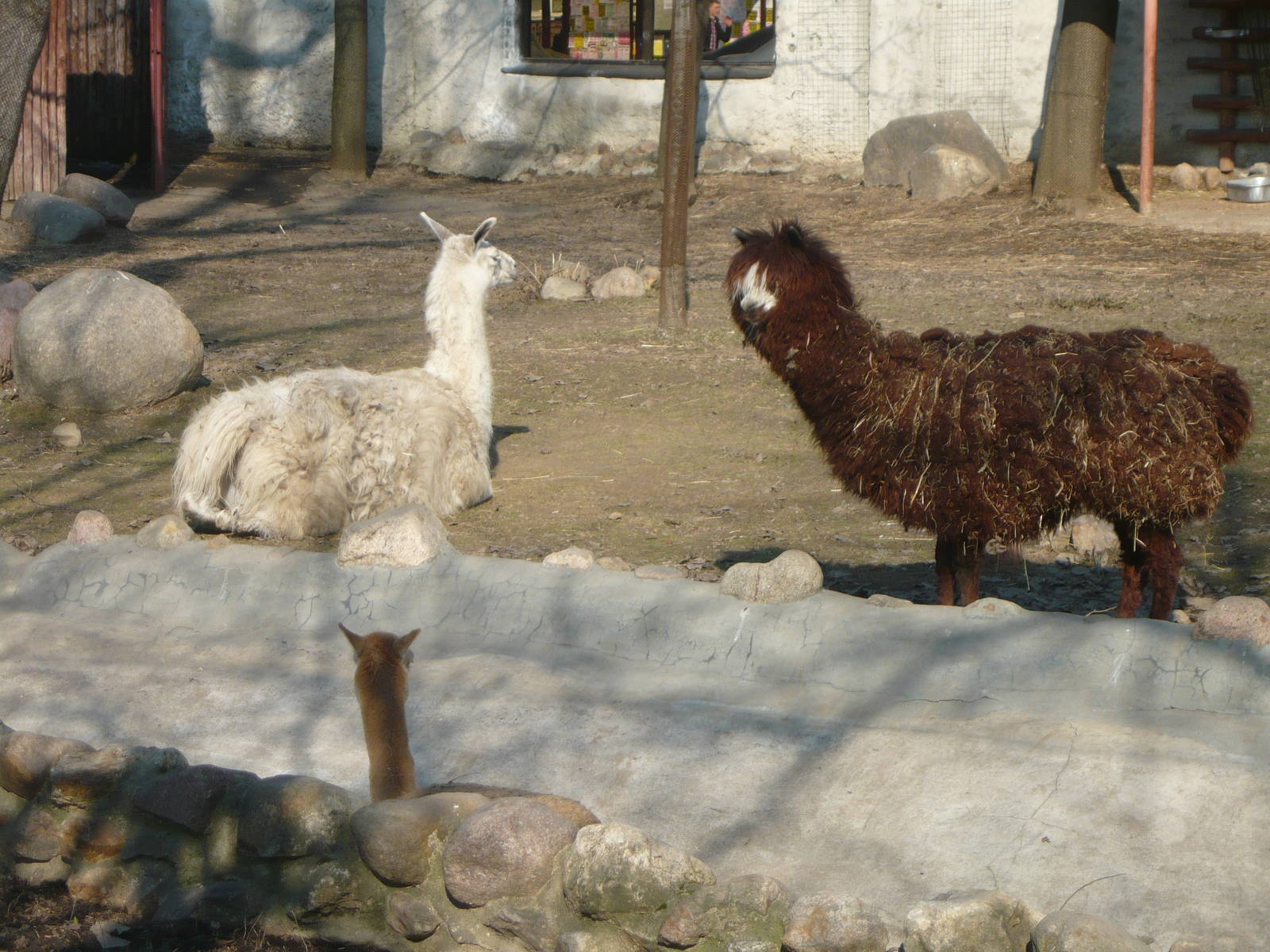 Llama and Alpaca