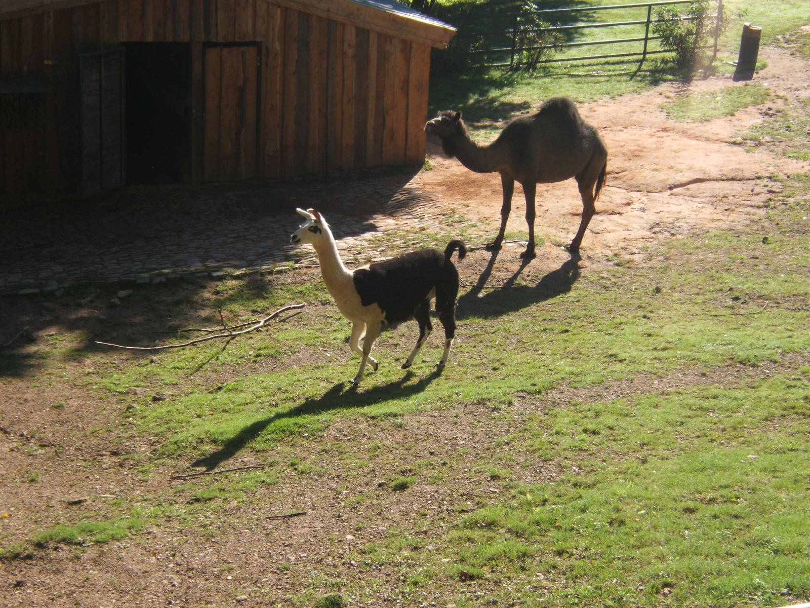 Llama and Arabian Camel