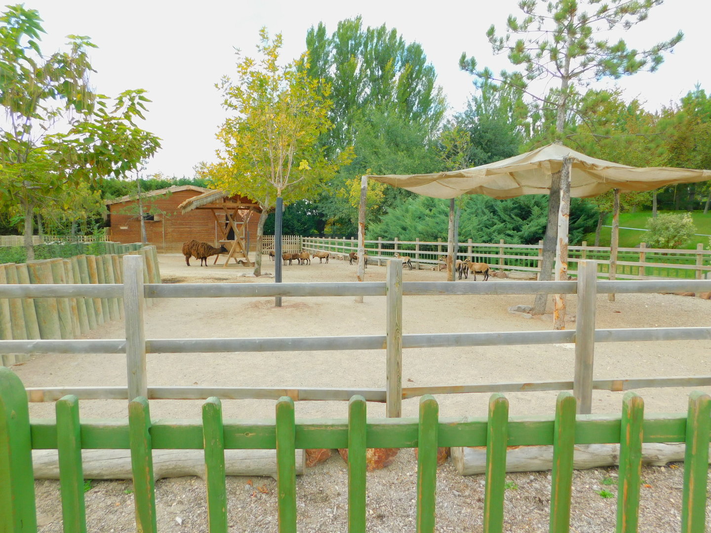 Llama and Cameroon Sheep Corral