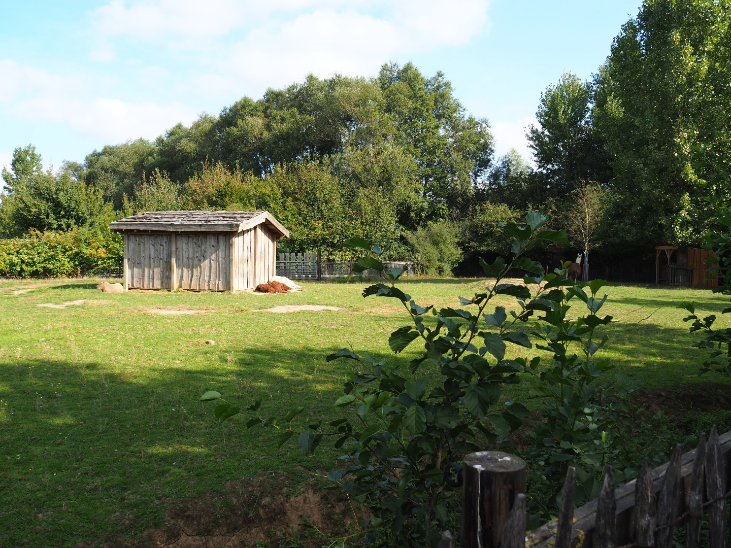 Llama and Capybara paddock, 2020-09-12