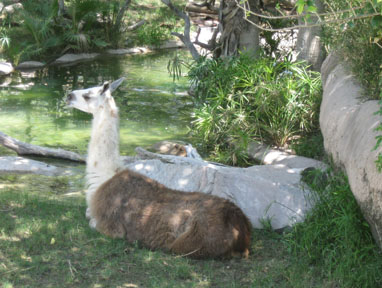 llama and capybara