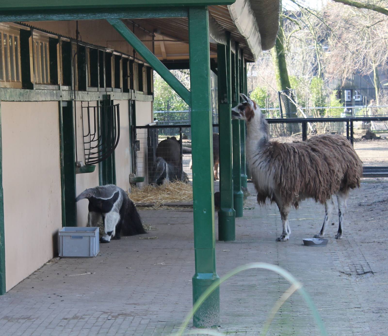 Llama and Giant anteaters
