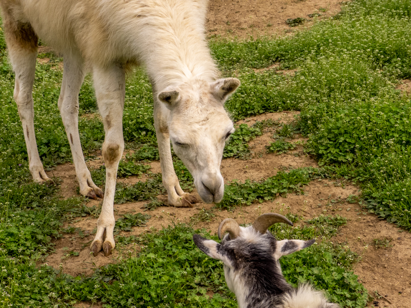 Llama and goat