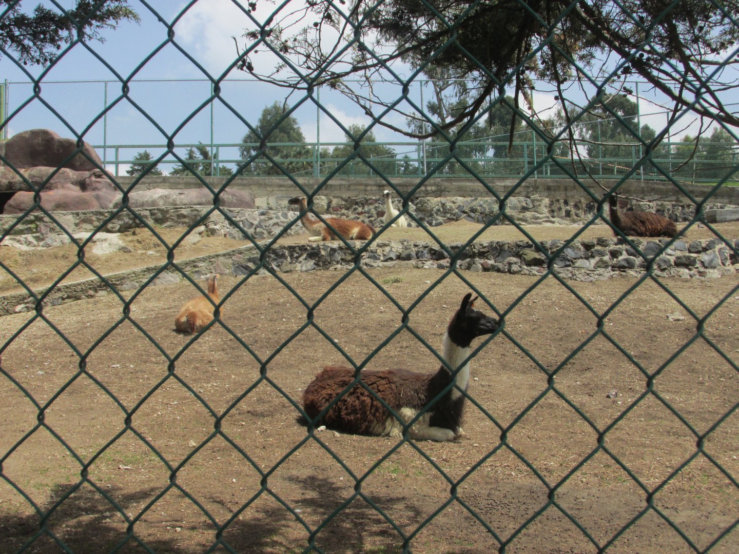 LLAMA AND GUANACO ENCLOUSURE