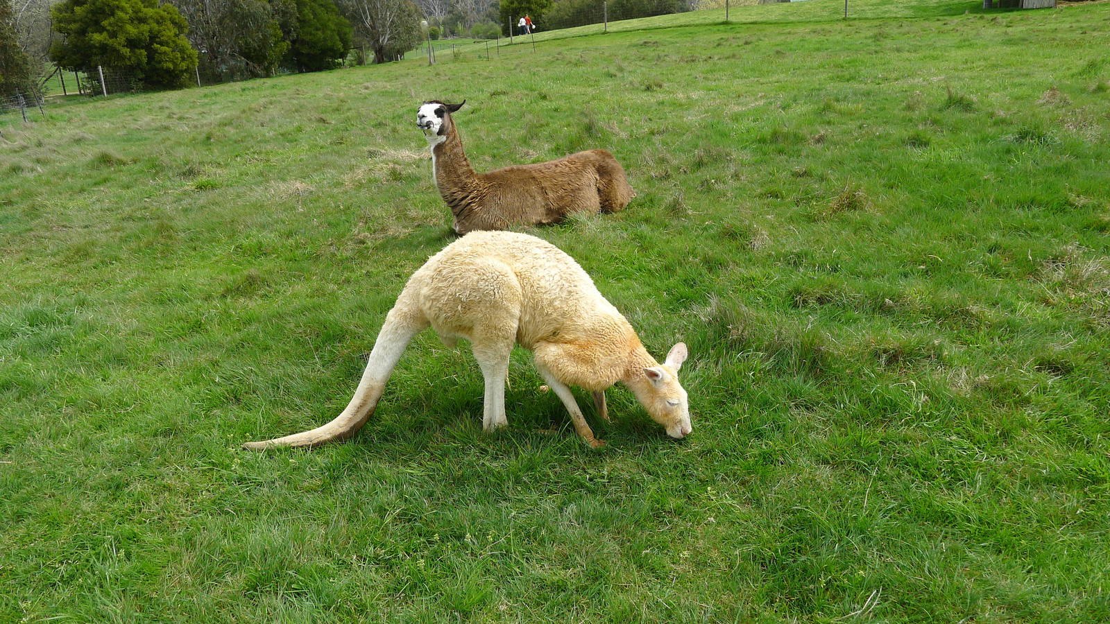 Llama and Kangaroo