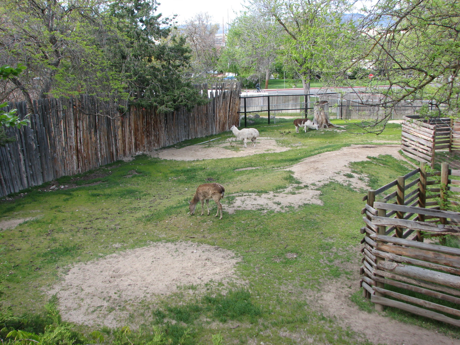 Llama and Mandarin Sika Deer Exhibit