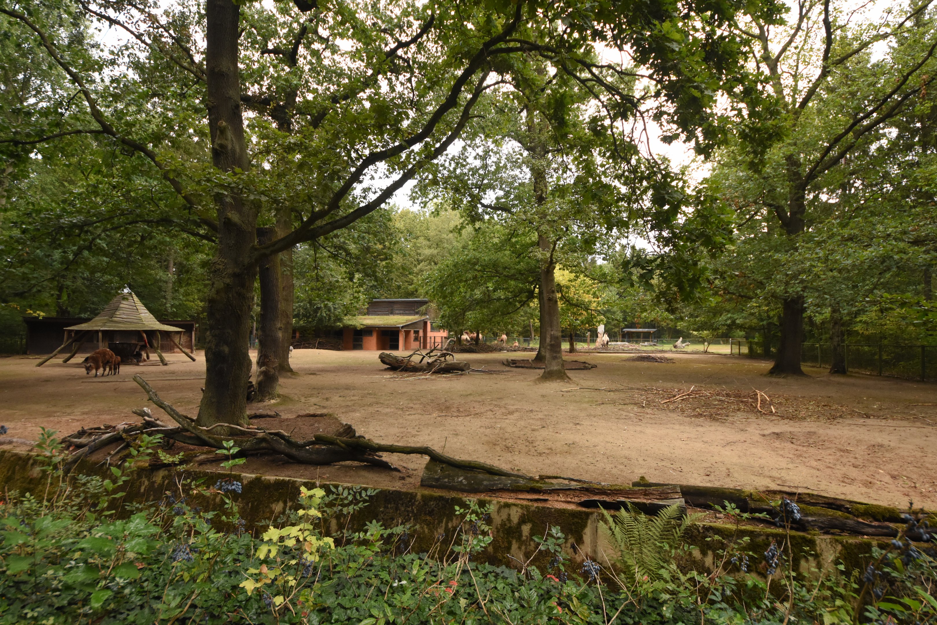 Llama and Nandu paddock