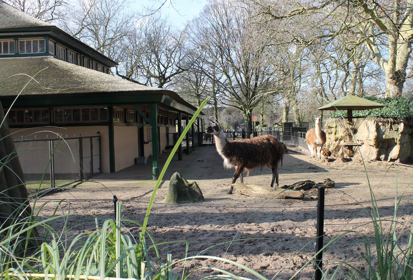 Llama and Patagonian cavy enclosure