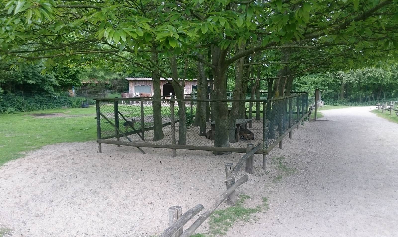 Llama and Patagonian cavy enclosure
