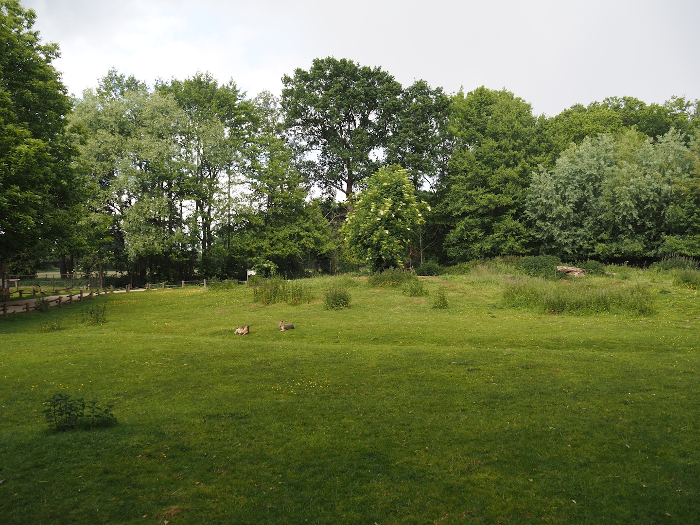 Llama and Patagonian mara walk-through exhibit, 2025-05-22