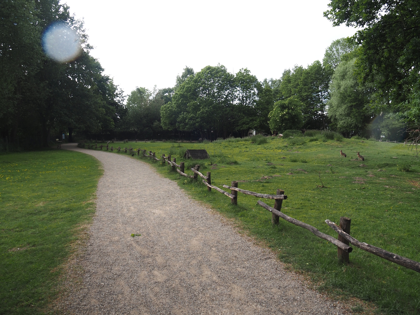 Llama and Patagonian mara walk-through exhibit, 2025-05-22