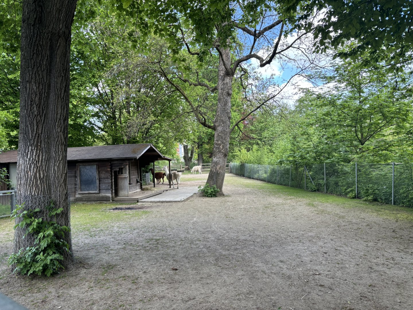 Llama and rhea Enclosure