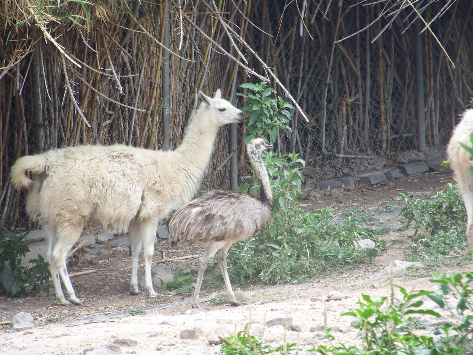 Llama and Rhea