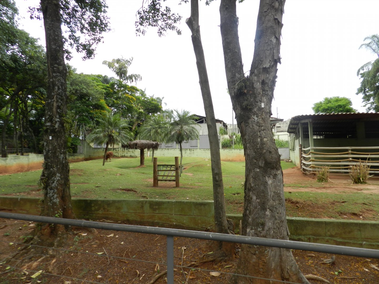 Llama and tortoise paddock - Sorocaba zoo (PZMQB)