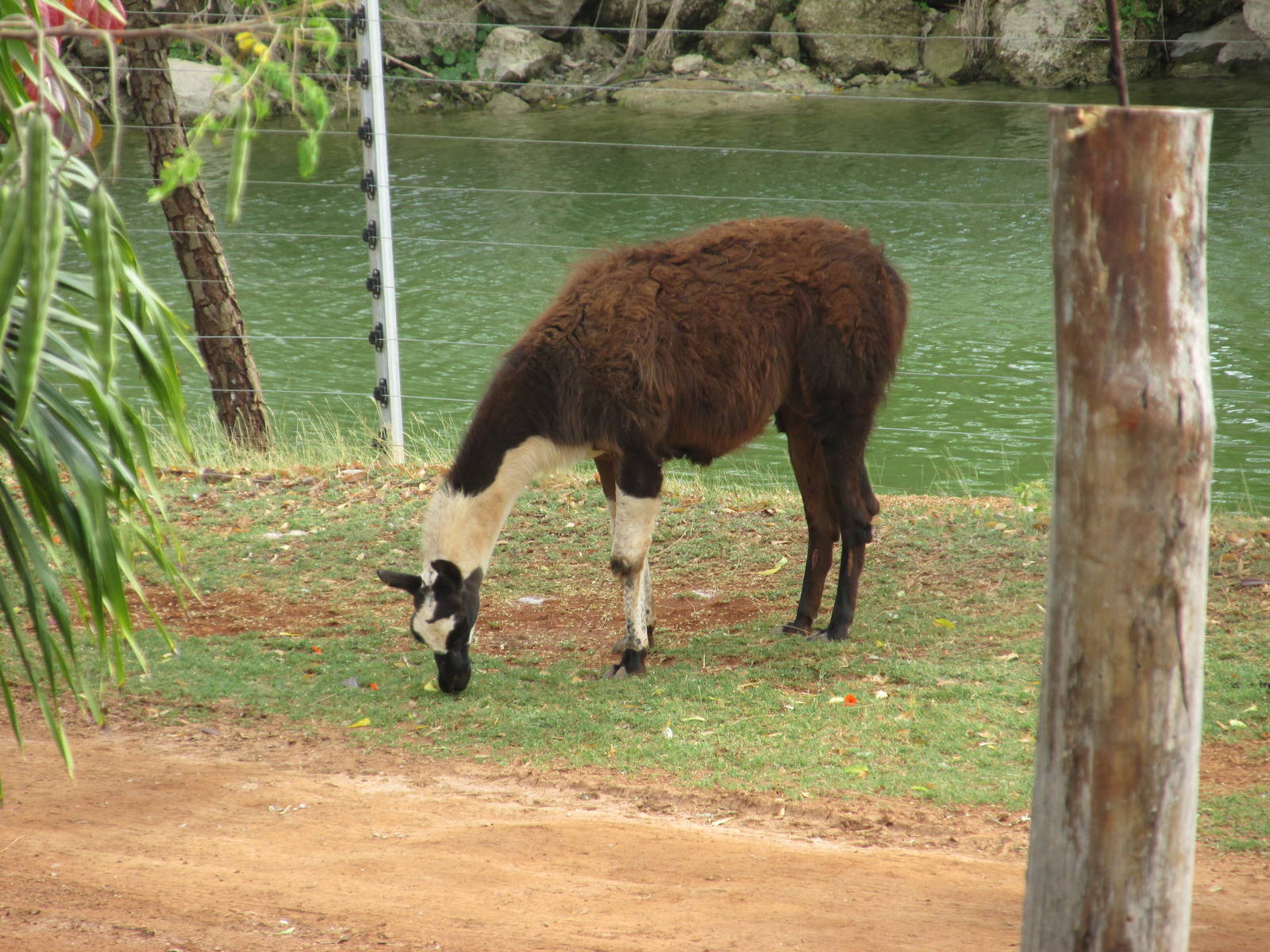 llama animaya