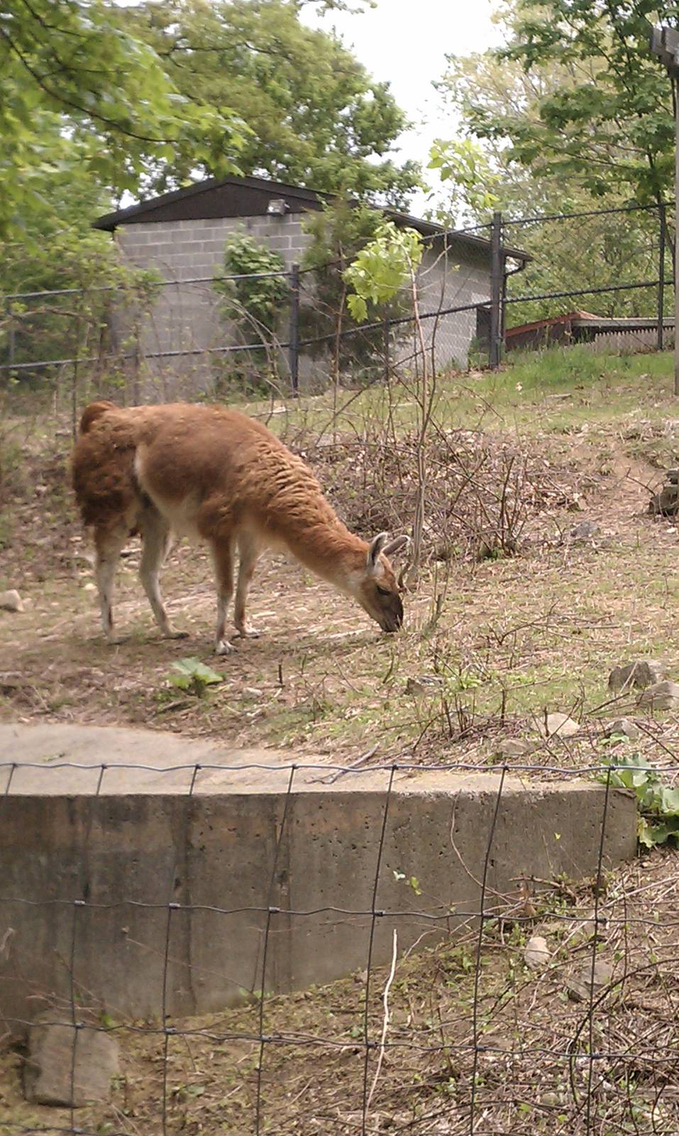 Llama at Beardsley Zoo