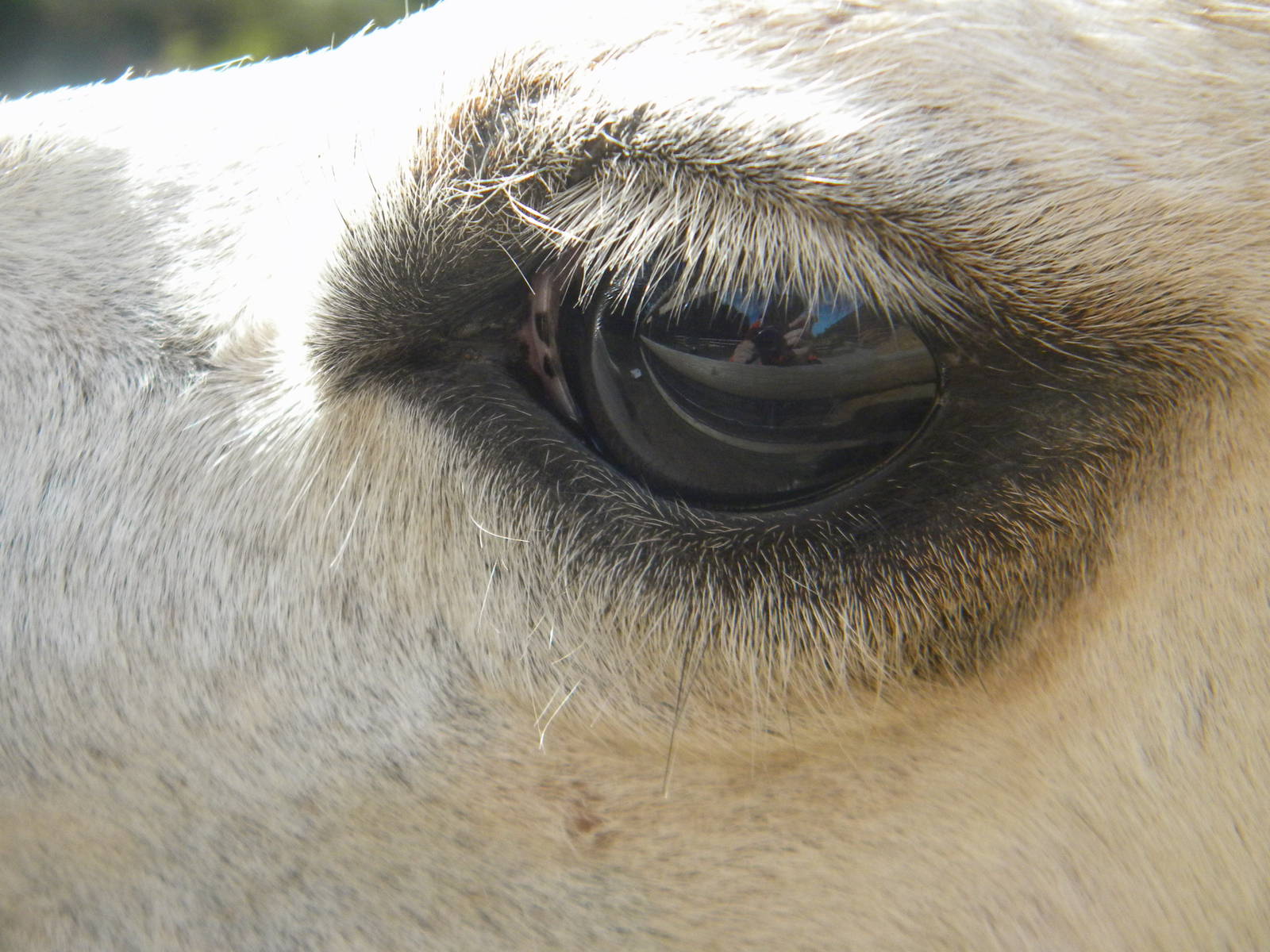 Llama at Blackpool Zoo 05/08/11