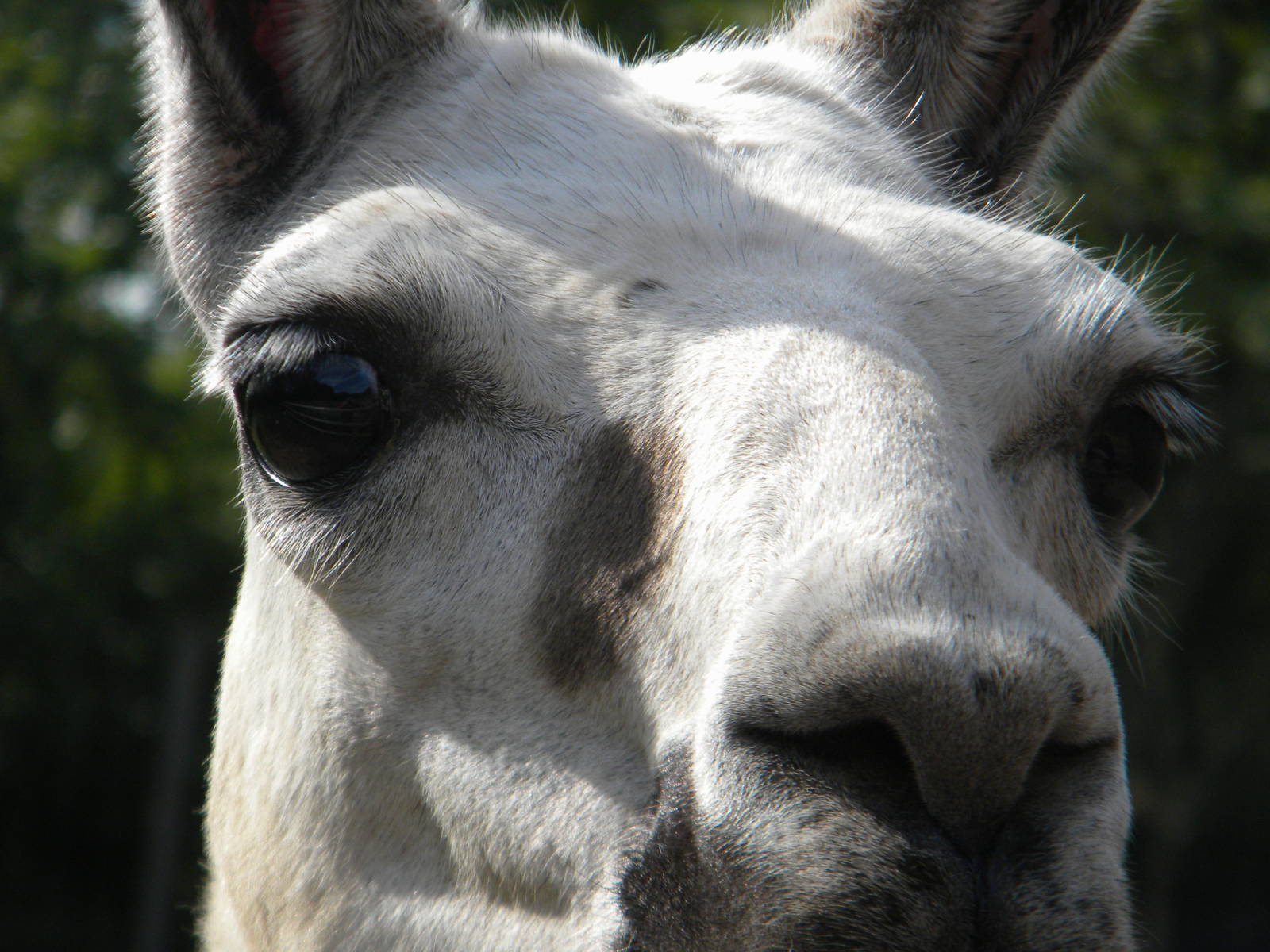 Llama at Blackpool Zoo 05/08/11