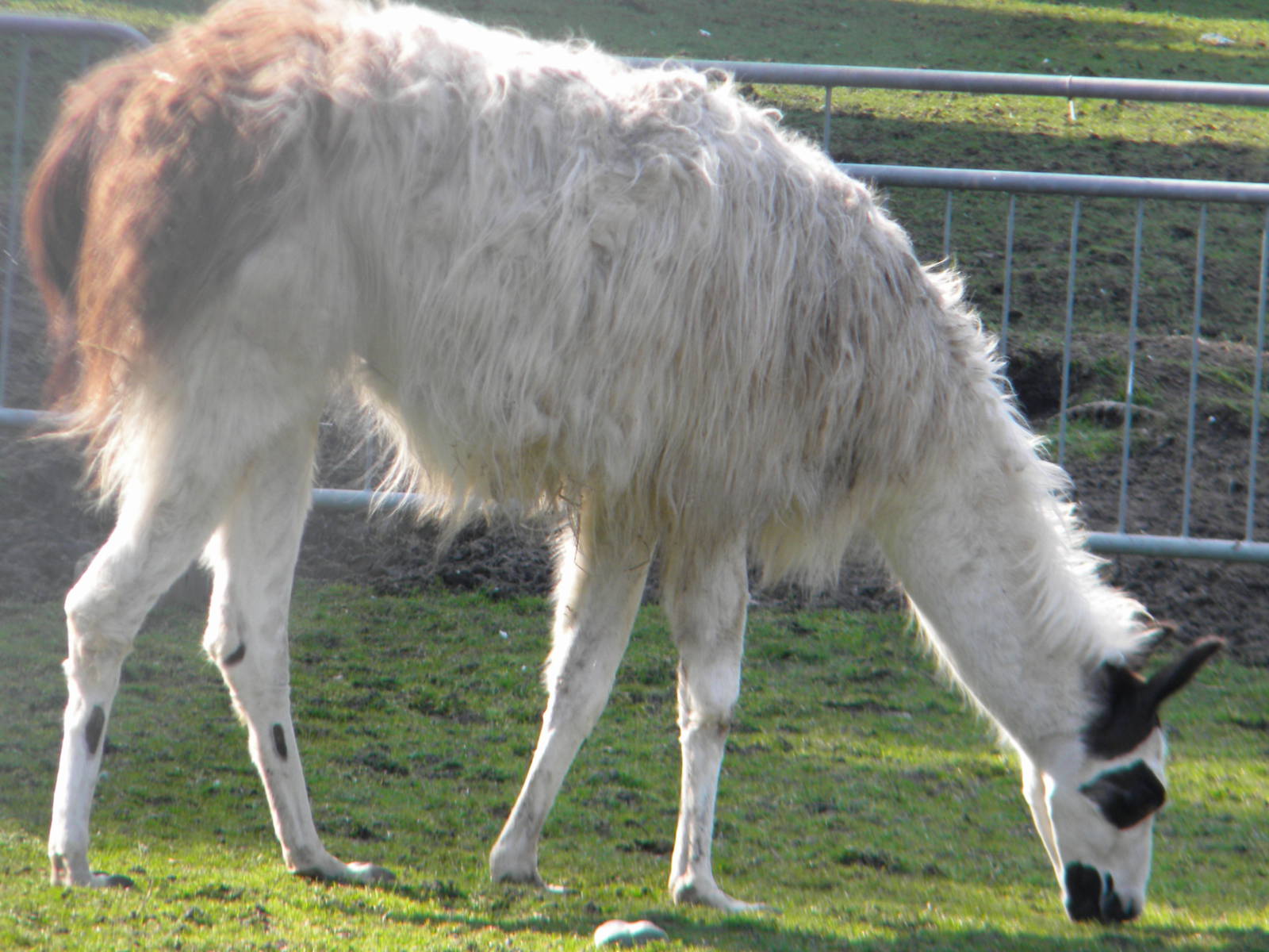 Llama at Blackpool Zoo 27th March 2011
