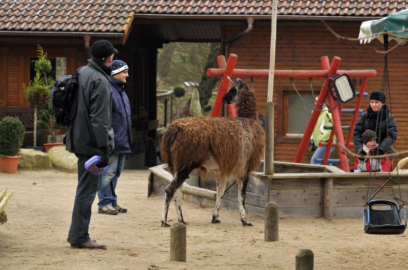 Llama at Grömitz
