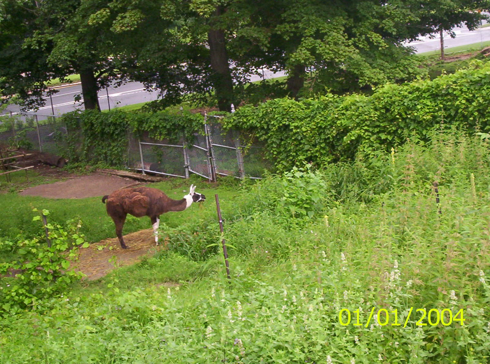 Llama at the Peterborough Zoo