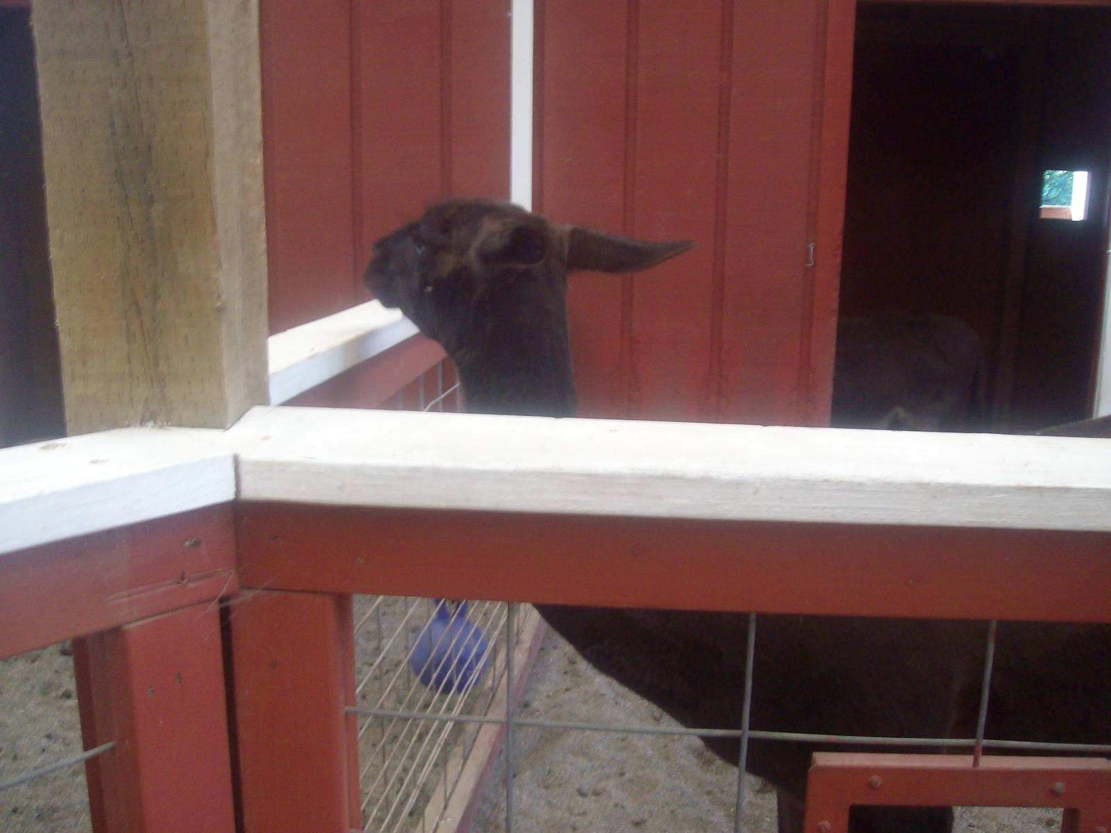 Llama at Wildlife Safari