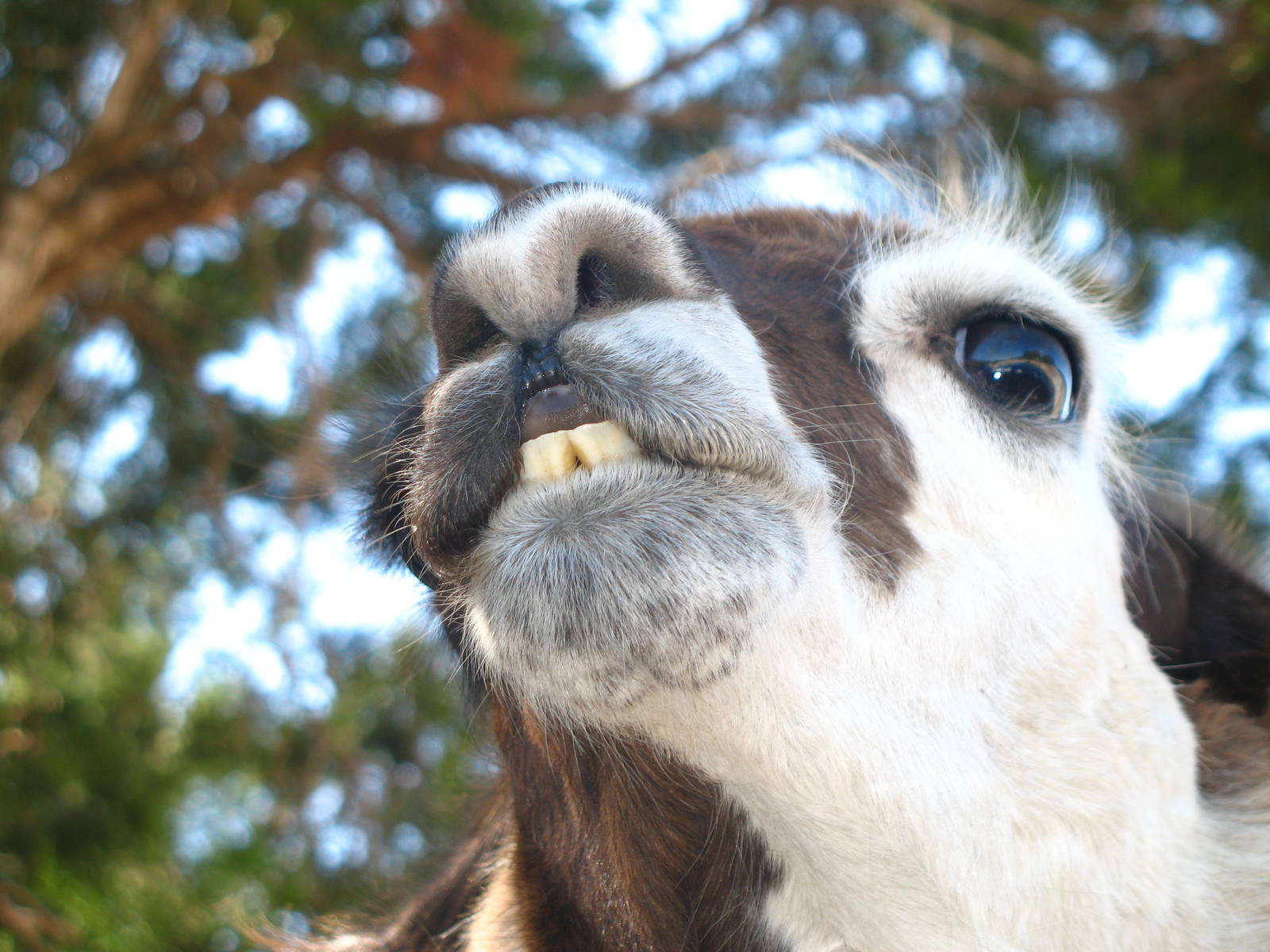 Llama buck-tooth close-up