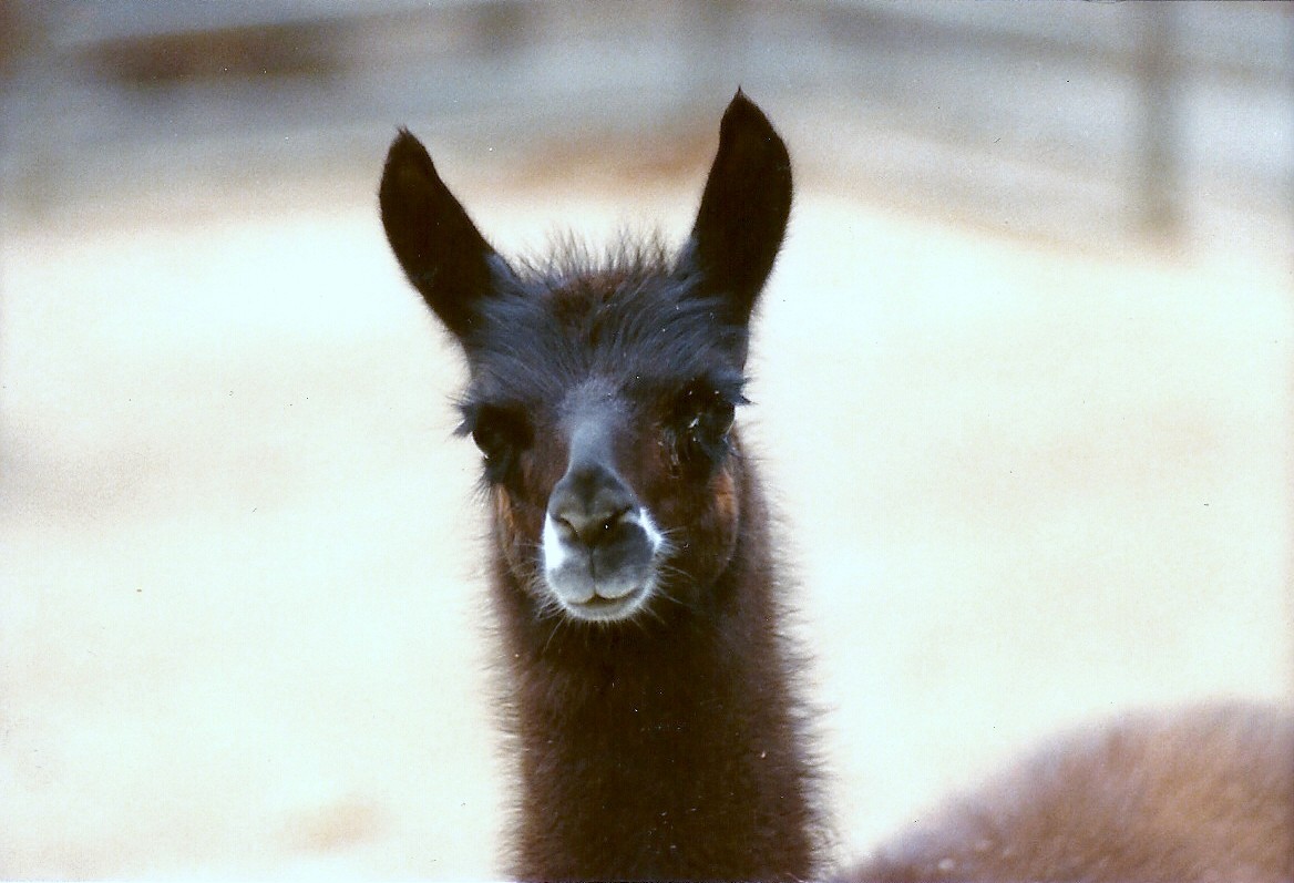 Llama - Circa 1980