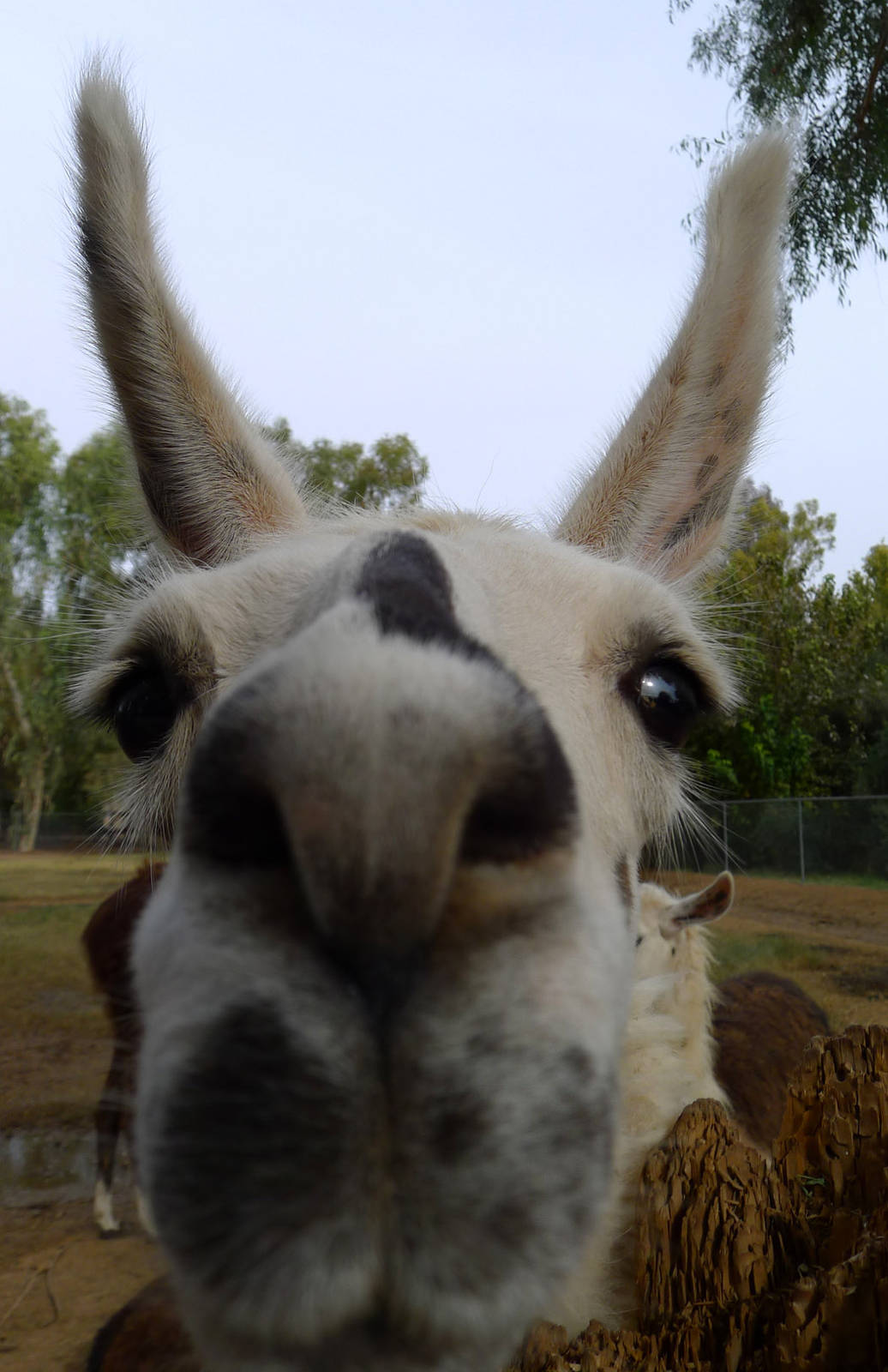 llama closeup
