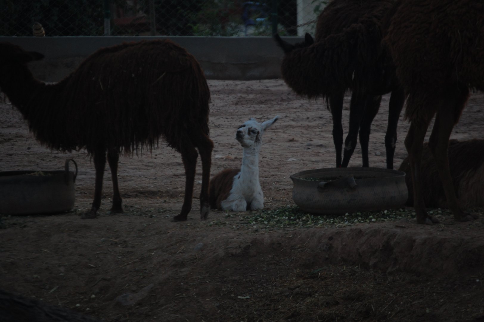 Llama cria - Peshawar Zoo 20/10/2018