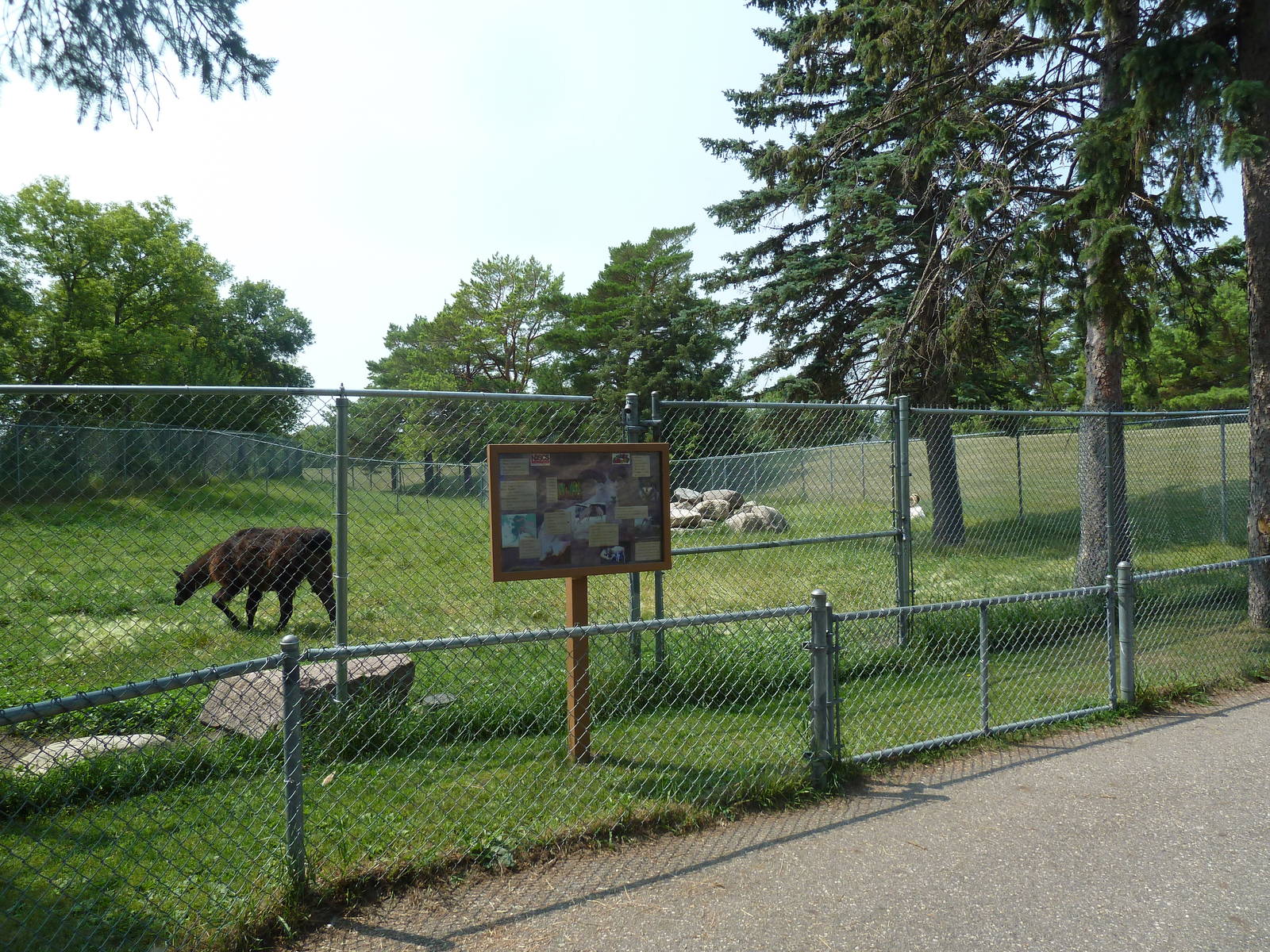 Llama/Dall Sheep Exhibit