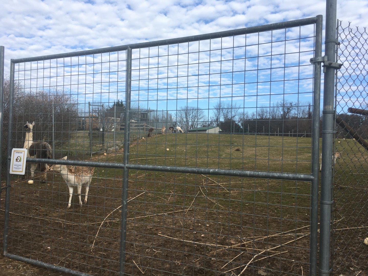 Llama + Deer Yard