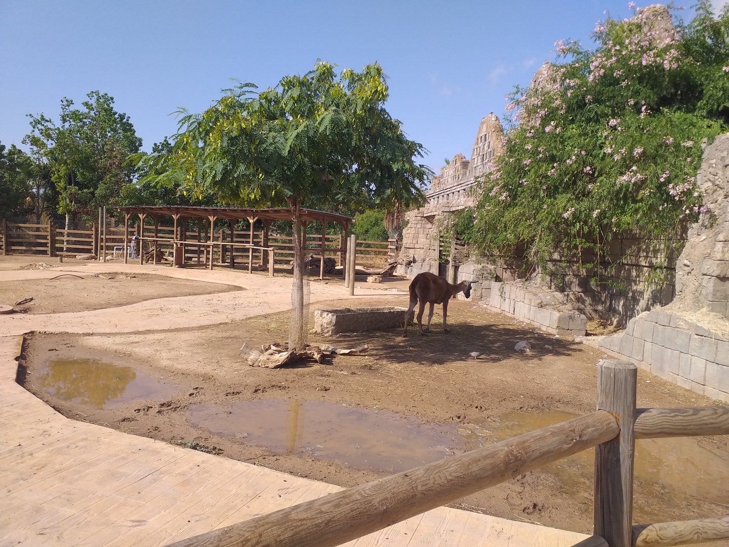 Llama, Domestic goat and Domestic sheep exhibit -TerraNatura Benidorm (2021)