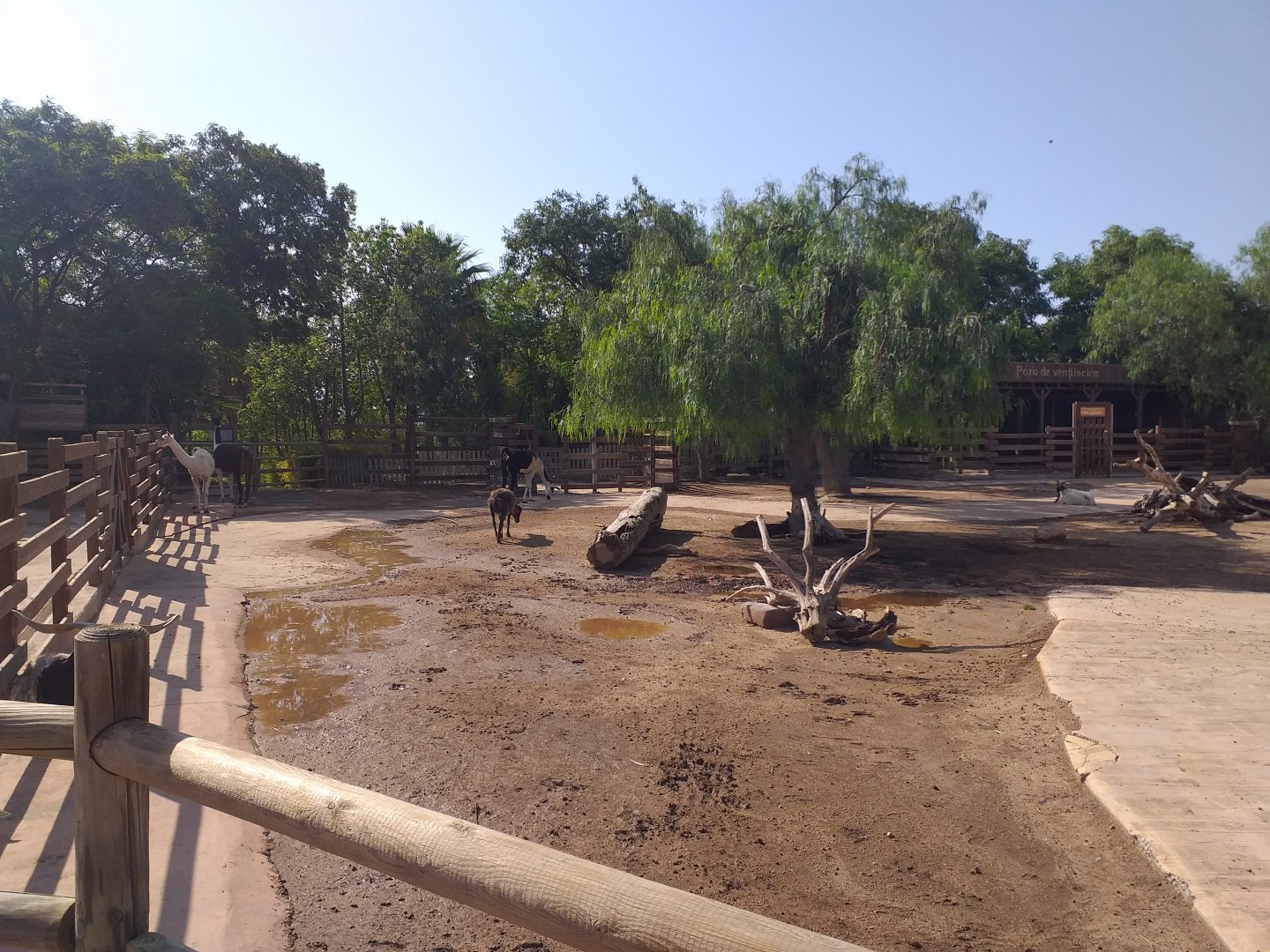 Llama, Domestic goat and Domestic sheep exhibit -TerraNatura Benidorm (2021)