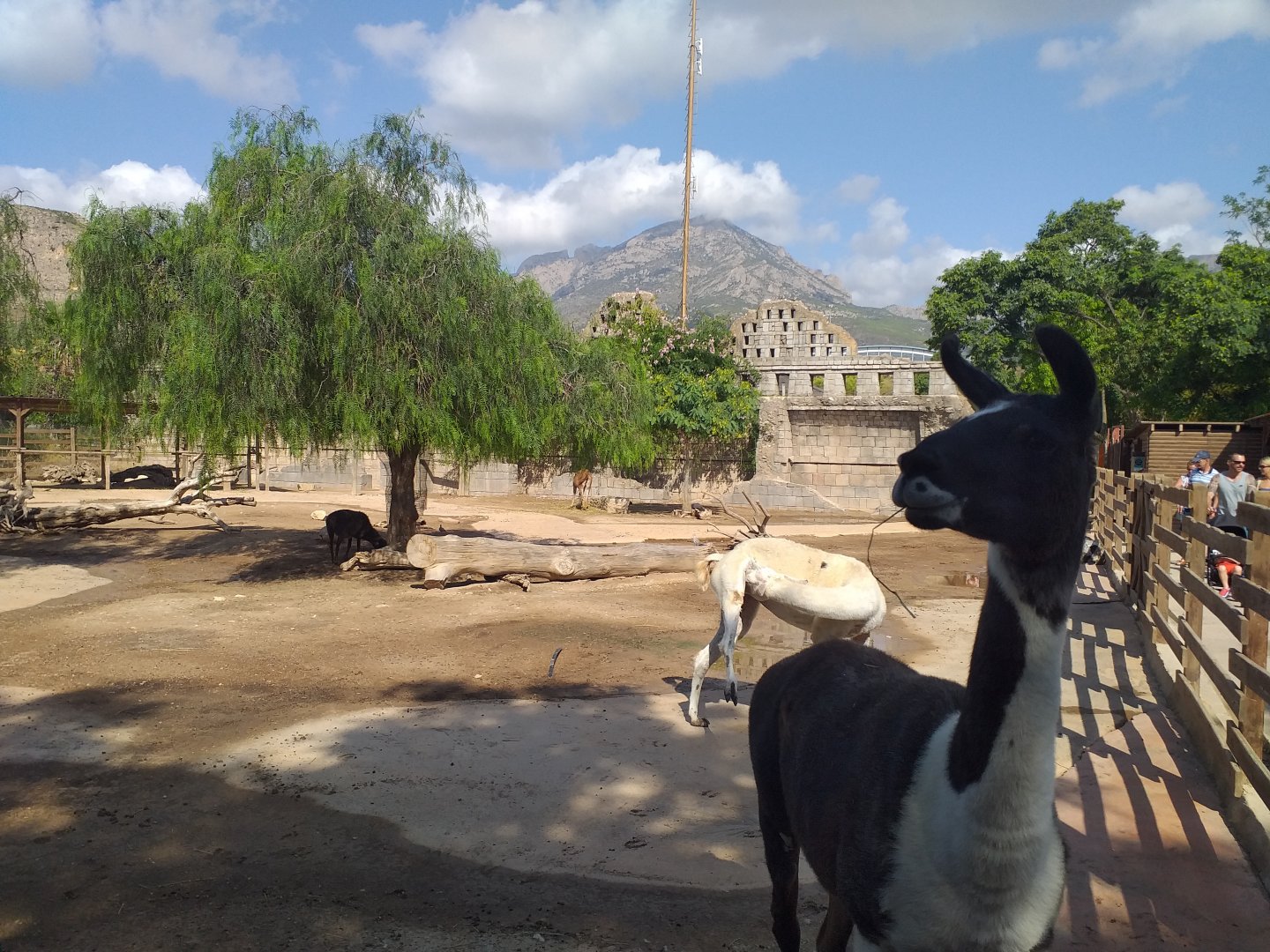 Llama, Domestic goat and Domestic sheep exhibit -TerraNatura Benidorm (2021)