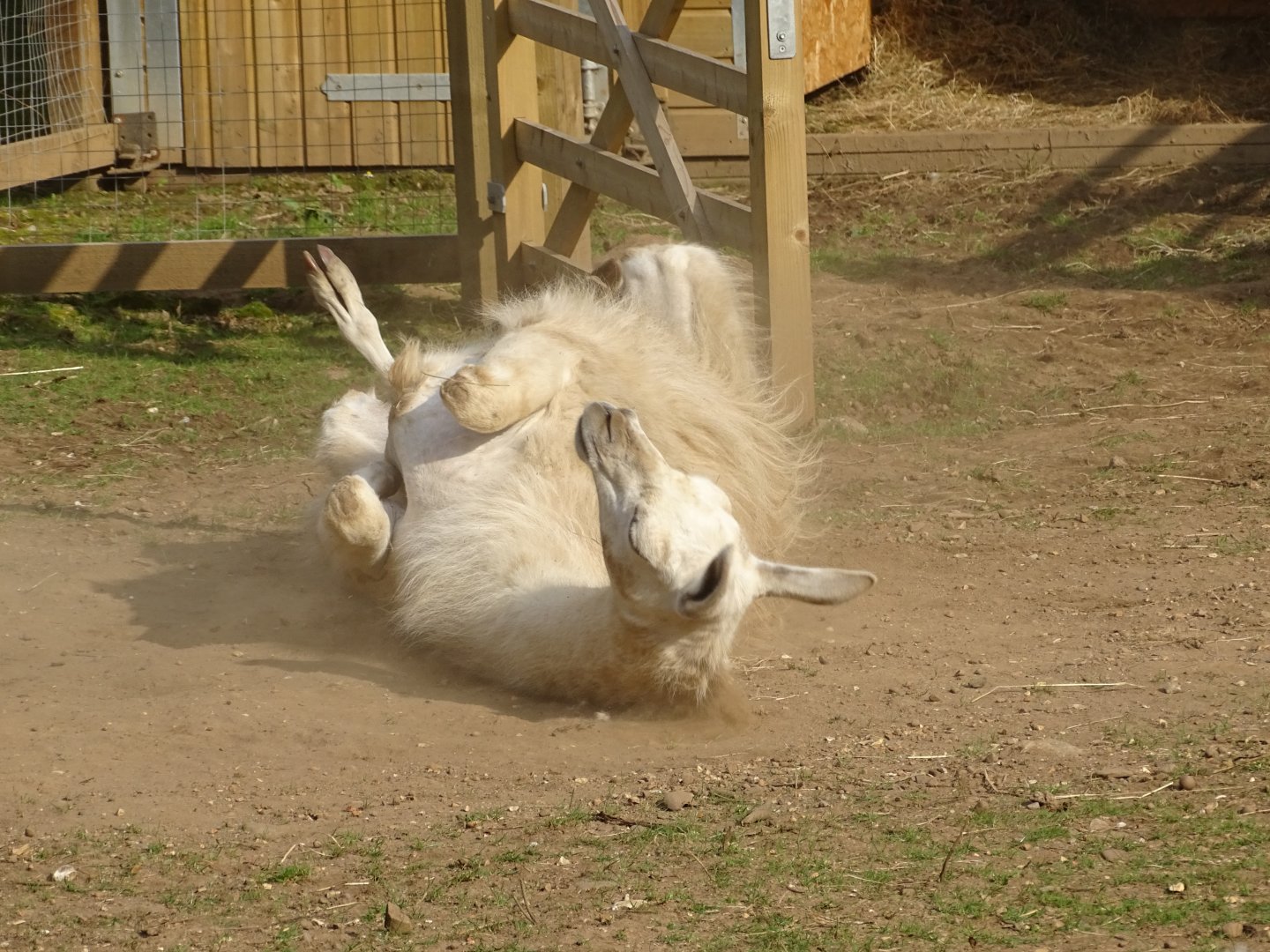 Llama dust bathing, 2nd August 2024