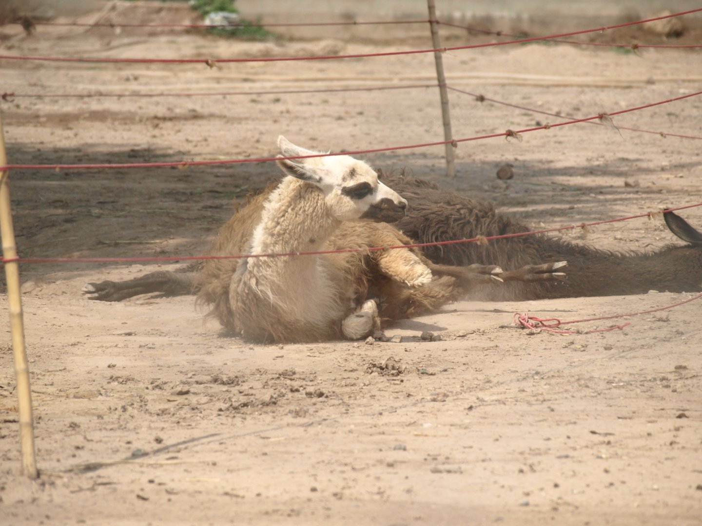Llama dust bathing - Peshawar Zoo 22/7/2018