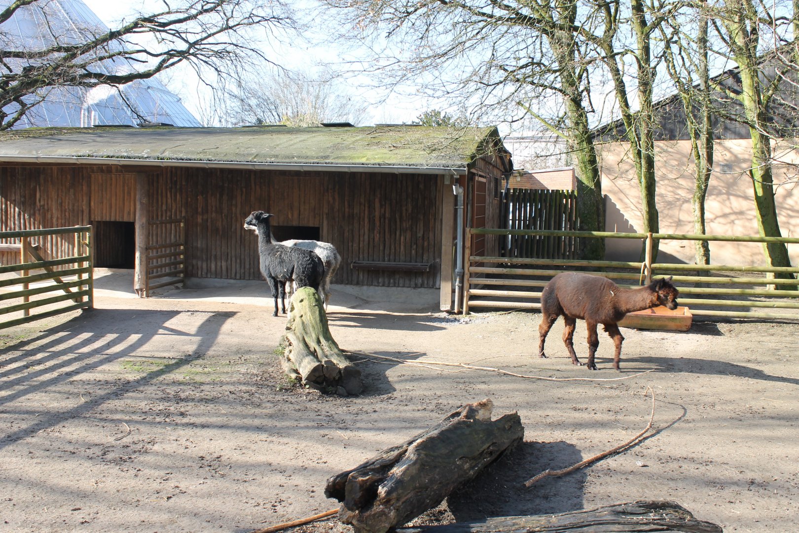 Llama-enclosure and stables