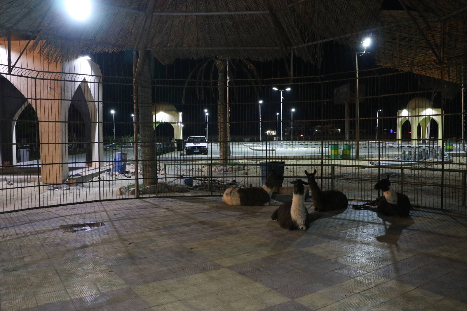 Llama enclosure by night, October 2015