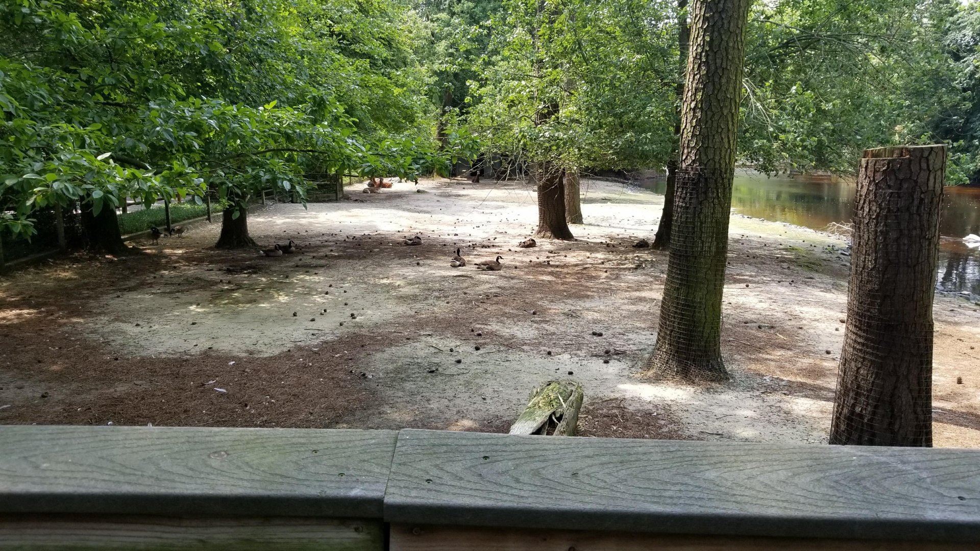 Llama enclosure from boardwalk