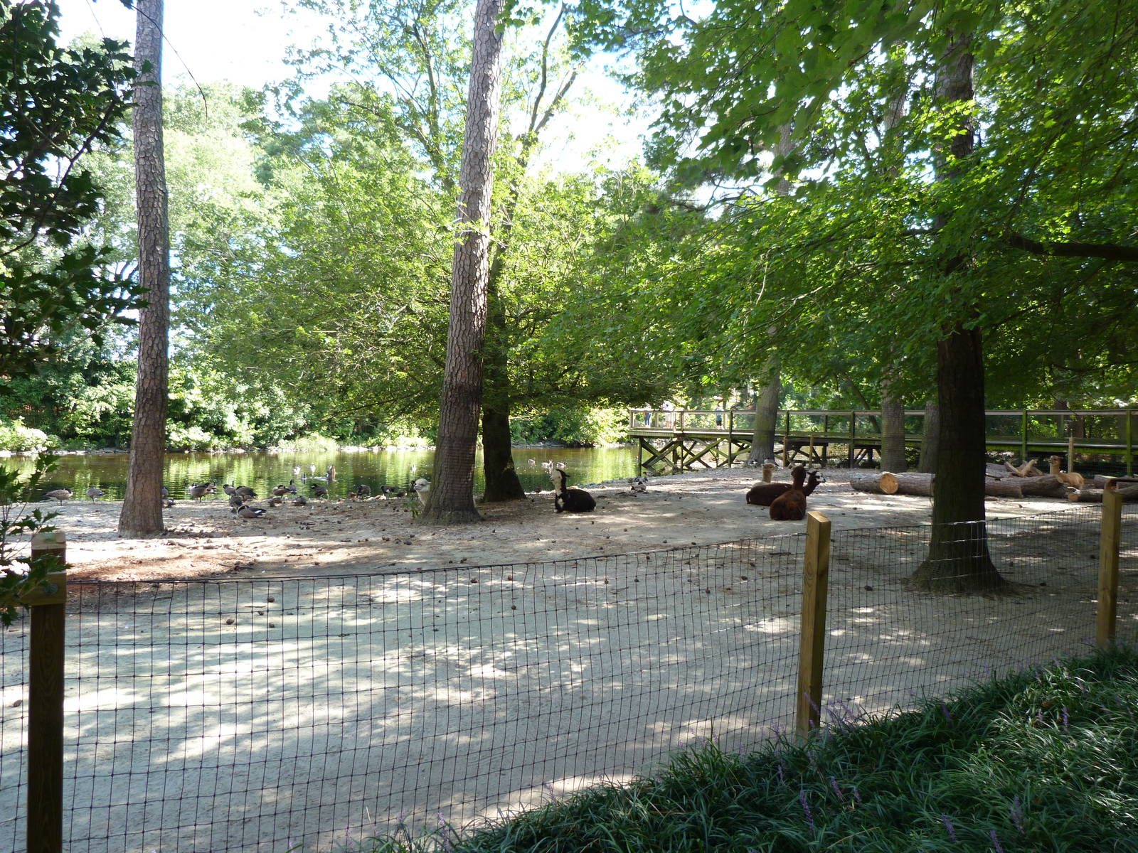 Llama Exhibit -9/7/2013
