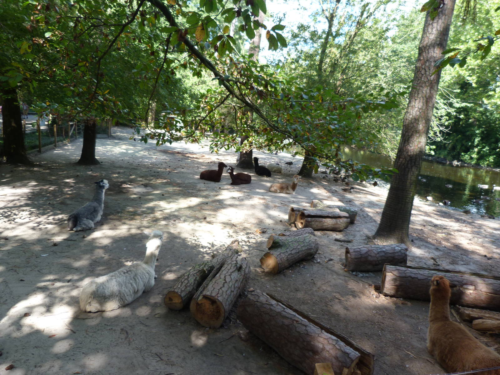 Llama Exhibit - 9/7/2013