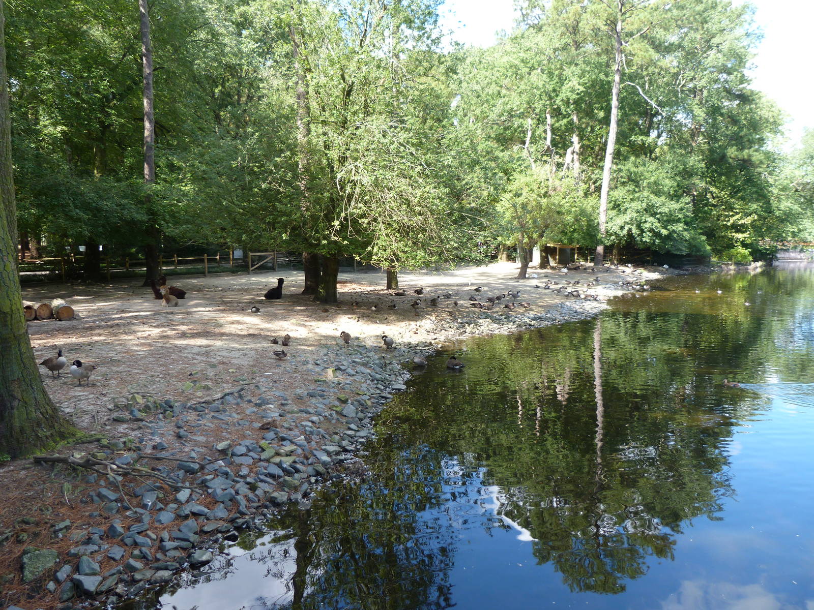Llama Exhibit - 9/7/2013
