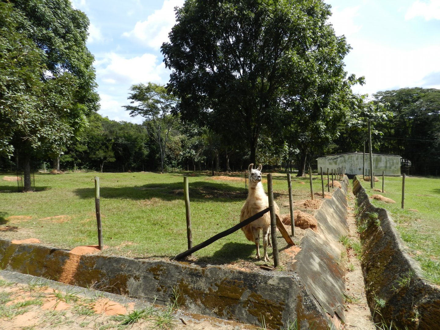 Llama exhibit - Belo Horizonte zoo