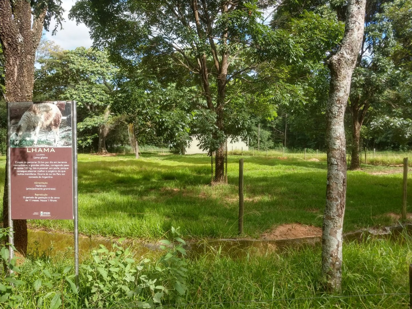 Llama exhibit - Belo Horizonte zoo