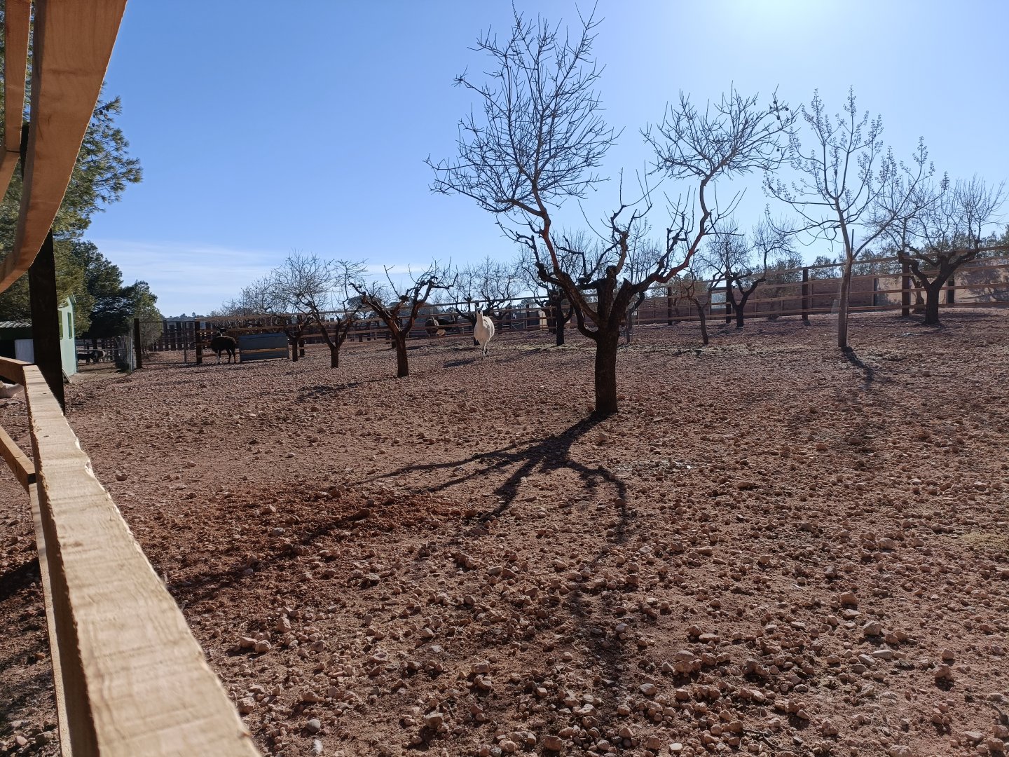 Llama exhibit - Bioparque La Rocha
