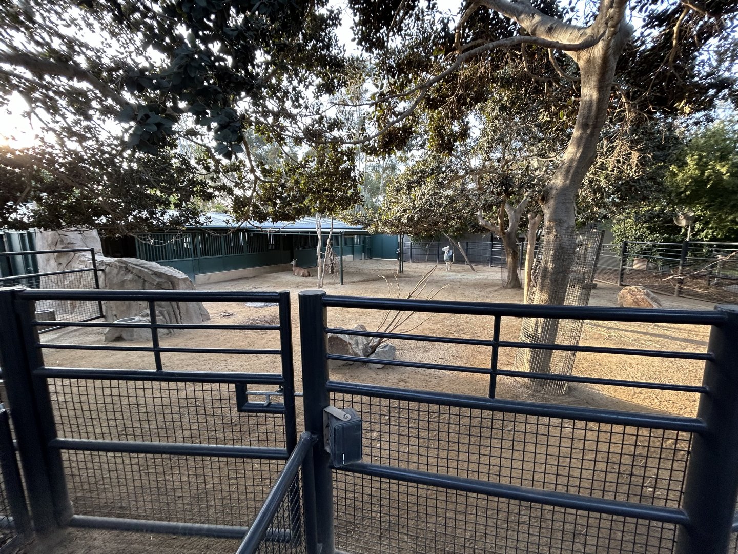 Llama Exhibit - Elephant Odyssey