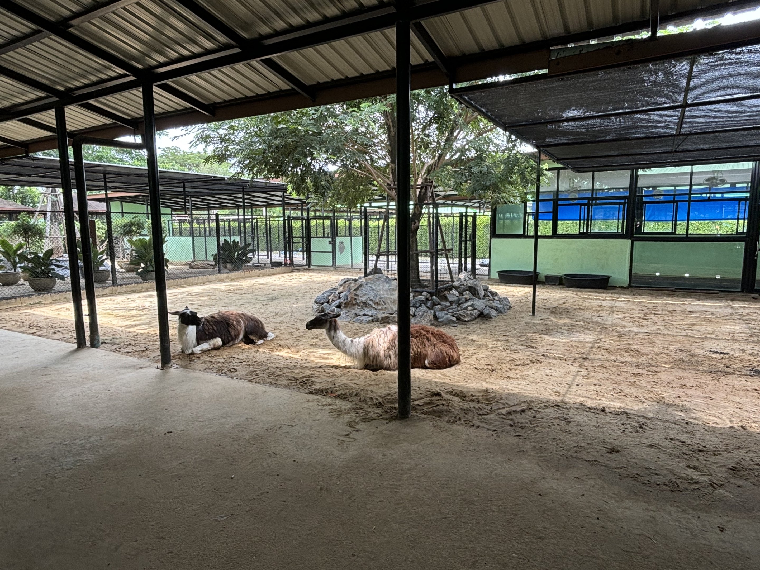 Llama Exhibit - Lion Park