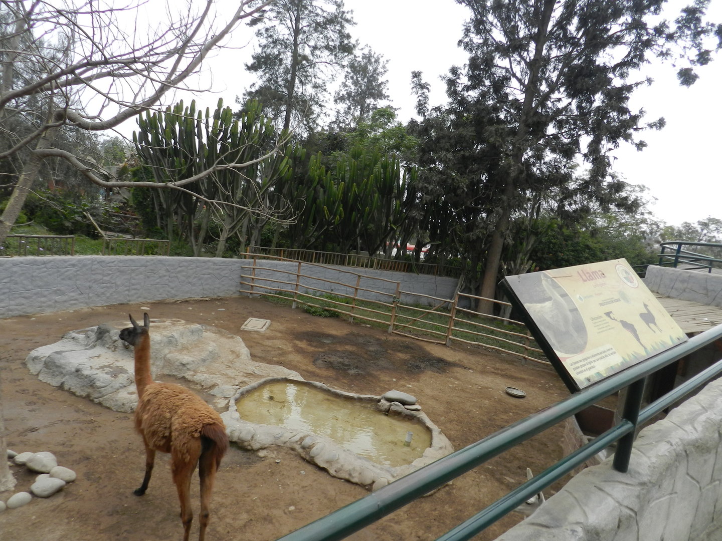 Llama exhibit - Parque Zoológico Huachipa